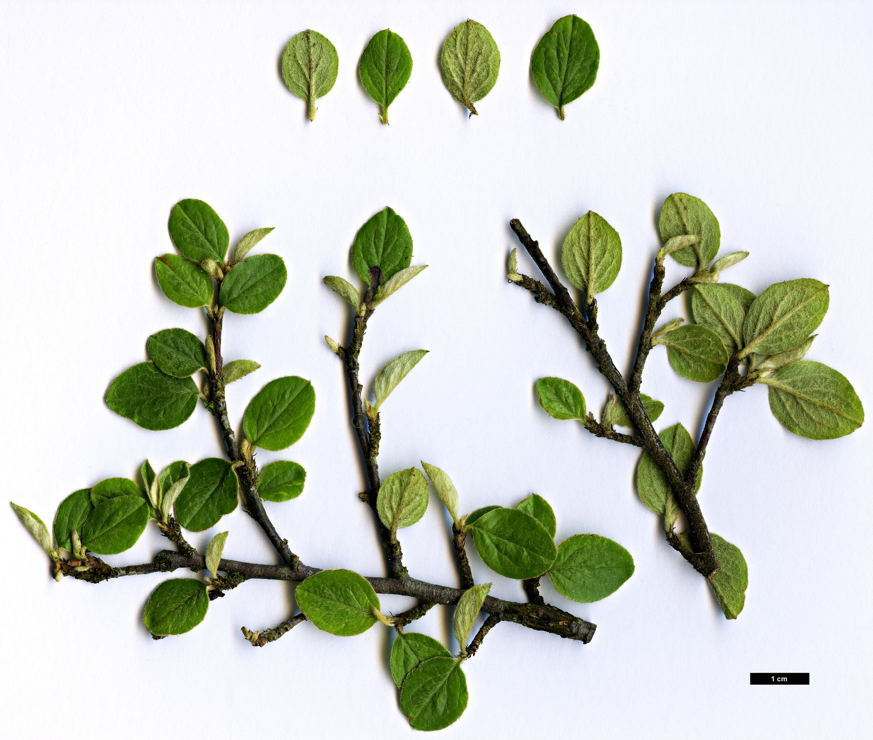 High resolution image: Family: Rosaceae - Genus: Cotoneaster - Taxon: floridus